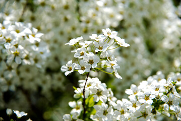 조팝나무 꽃의 클로즈업-Close-up of bridal wreath flowers