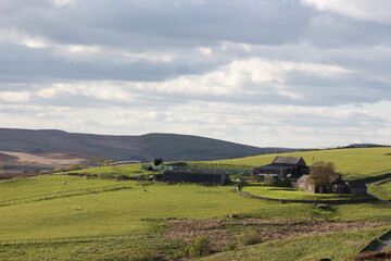 landscape with grass and blue sky