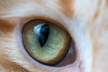 Cat eye macro close up. Green eye with sharp pupil. 