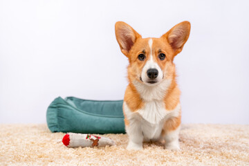 Naklejka na ściany i meble Portrait of funny Welsh corgi Pembroke or cardigan puppy, which obediently sits on the carpet, front view. Pet bed and toy are lying around. Cute dog executes the command