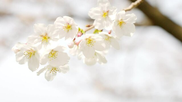 白く綺麗なソメイヨシノの花びら