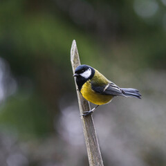 Fototapeta premium yellow wagtail on a branch