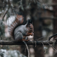 squirrel on a tree