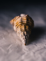 Close up of a seashell