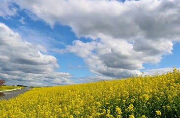 Obraz premium 菜の花広がる堤防 春の渡良瀬 風景