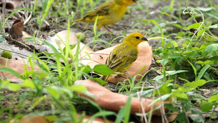 Saffron finch (Sicalis flaveola) in a park in Canoa, Ecuador