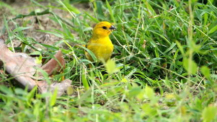 Saffron finch (Sicalis flaveola) in a park in Canoa, Ecuador