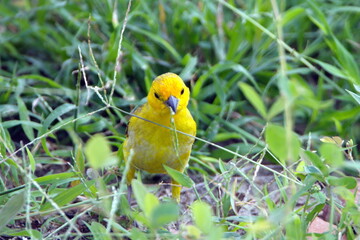 Saffron finch (Sicalis flaveola) eating grass seeds in a park in Canoa, Ecuador
