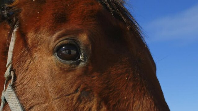 Close up view of the eye of a beautiful brown horse against blue sky. Arizona
