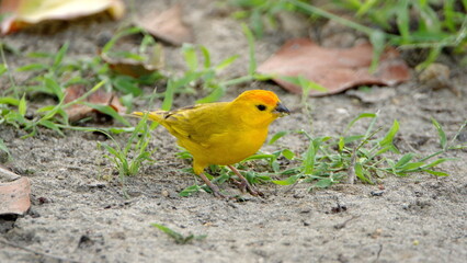 Saffron finch (Sicalis flaveola) in a park in Canoa, Ecuador