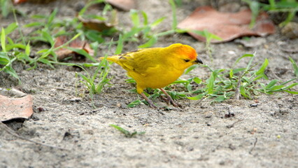 Saffron finch (Sicalis flaveola) in a park in Canoa, Ecuador