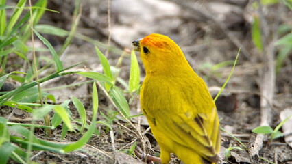 Saffron finch (Sicalis flaveola) in a park in Canoa, Ecuador