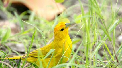 Saffron finch (Sicalis flaveola) in a park in Canoa, Ecuador