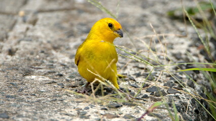 Saffron finch (Sicalis flaveola) in a park in Canoa, Ecuador