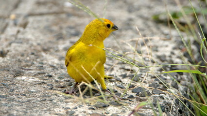 Saffron finch (Sicalis flaveola) in a park in Canoa, Ecuador