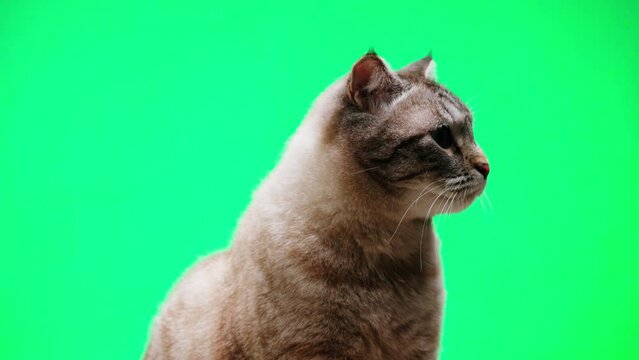 Cat on green background close-up, Scottish Fold portrait. Domestic animal. Grey kitten posing. Furry pedigreed pet. Little best friends concept. 
