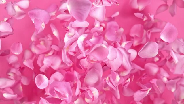 Super slow motion shot of flying pink rose petals towards camera on pink background at 1000 fps.
