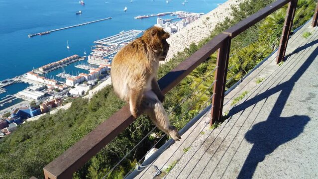 A Barbary ape on the rock of Gibraltar