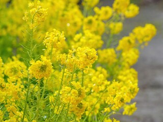春の光を浴びて輝く満開の菜の花