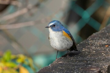 すまし顔でくつろぐルリビタキ オス