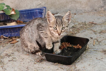 Kitten eating and getting distracted in the Ano Poli neighborhood, Thessaloniki
