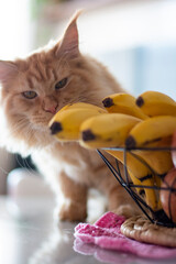 Curious kitten with a banana © Dudarte