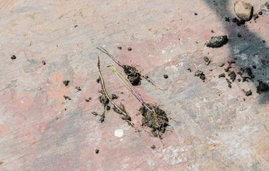 person fixing her micro garden at home