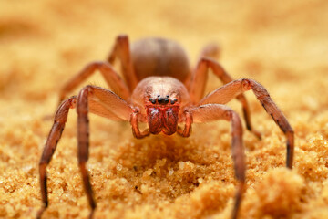 Olios argelasius macro photo