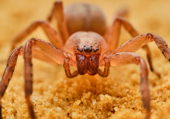 Olios argelasius macro photo