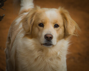 golden retriever portrait