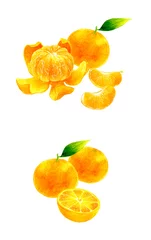 Foto auf Leinwand みかんの果実のセットイラスト　フルーツの手描き水彩イラスト素材集 © 一色いっさ