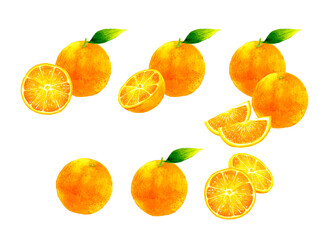 オレンジの果実のセットイラスト　フルーツの手描き水彩イラスト素材集
