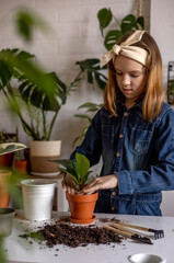 Teenage girl stands near table and rams the earth in pot with her hands. Plant transplant process.