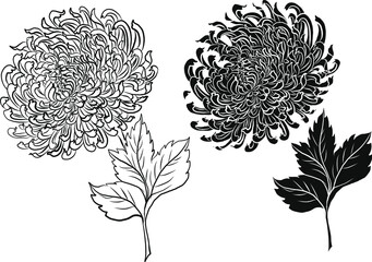 colorful flower with chrysanthemum for printing on background. Chrysanthemum flower vector for tattoo design.Japanese floral illustration for doodle art on white isolated background. - obrazy, fototapety, plakaty