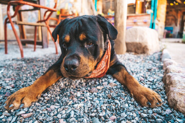 Perro rottweiler