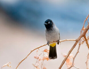 White Spectacled Bulbul perched on a tree