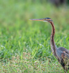 Purple Heron in a swamp looking for food