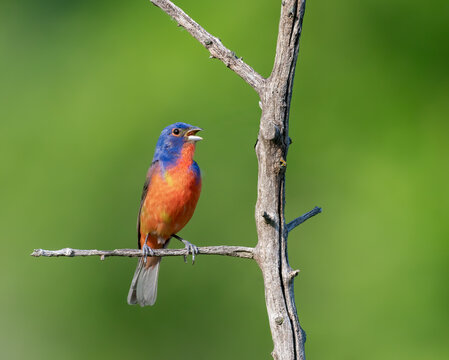 Painted Bunting perched on a dead tree
