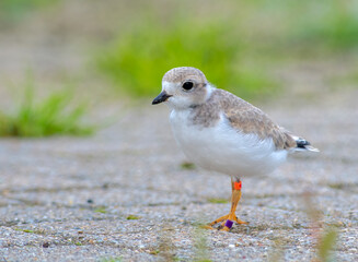 An endangered Piping Plover chick on the shores of lake Huron