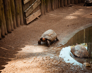 Turtles in orange head care