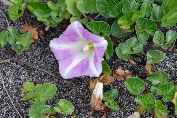 ハマヒルガオ（北海道・小清水町）
