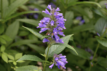ミソガワソウの花（北海道・知床）
