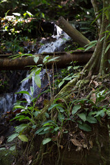 Natureza
