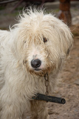 White dog from Piatra Fântânele, Tihuta, BISTRITA, Romania, April, 2022