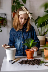 Teenage girl eco friendly pours earth into pot with ficus. Plant transplantation process.