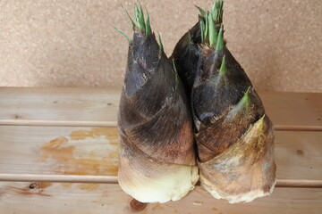 初めての筍、タケノコです。小さな筍、初物、硬い皮、竹の子供。