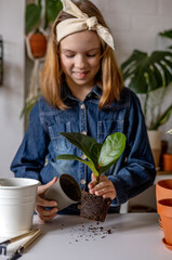 Teenage girl pull ficus lyrata out of a transport pot. Plant transplantation process. Montessori education.
