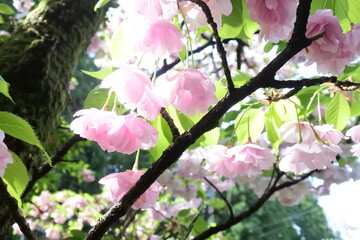 朝日を浴びて咲く桜の花、八重の花びら、樹齢100年、ピンク色の桜、緑色の葉。