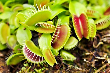 Closeup Venus flytrap ,Insectivorous plants ,Low Giant ,Dionaea muscipula ,needle-like-teeth ,venus fly catcher ,Cook's Carnivorous  © Suganya