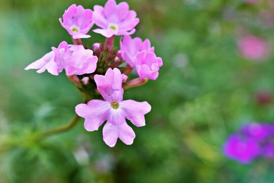 Purple pink flowers Glandularia bipinnatifida ,Chiricahensis ,Dakota mock vervain ,Prairie verbena ,Moradilla ,Verbenaceae ,herb plant ,Chiricahua Mountain Mock Vervain ,